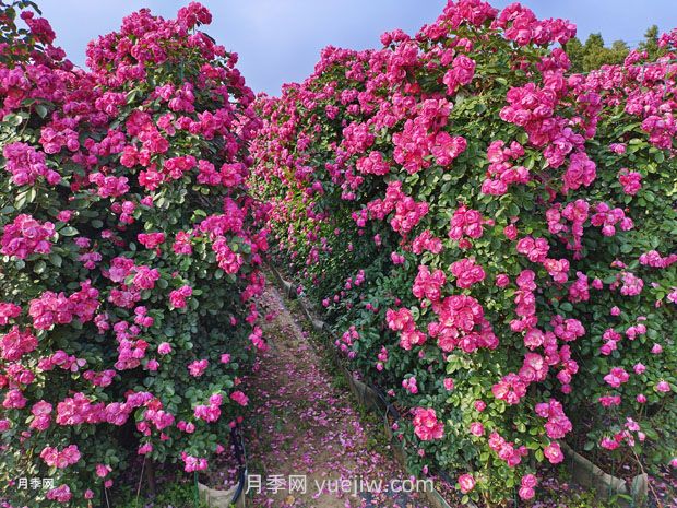 立体绿化的价值主要体现在哪些方面？(图1)
