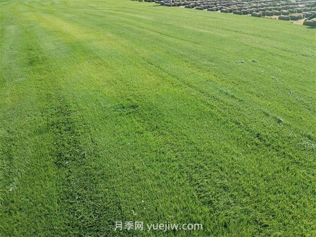 春季草坪养护注意什么？(图1)