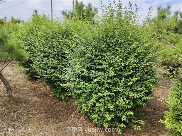 小叶女贞栽植都需要做什么？(图1)