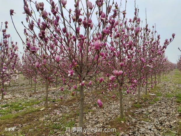南召玉兰的栽培技术介绍(图1)