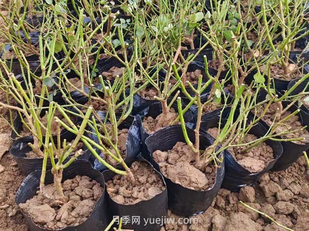 如何种植蔷薇小苗？(图1)