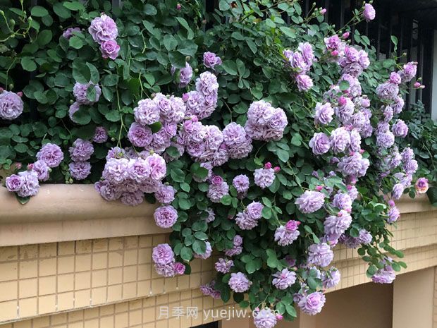 蓝色阴雨月季，花开如瀑的蓝紫色爬藤(图3)