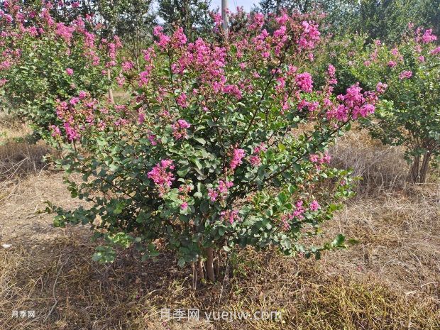 南方常见园林植物合集(图3)