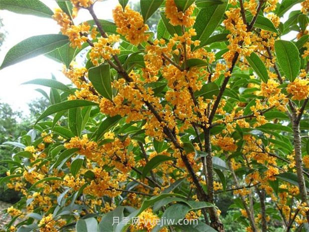 南方常见园林植物合集(图1)