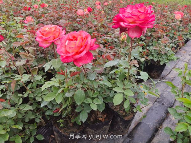 单子叶植物和双子叶植物的区别(图1)