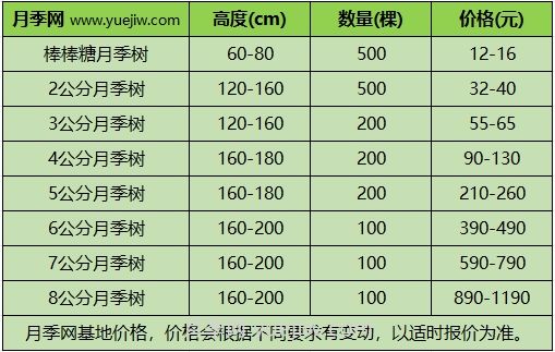 3公分月季树多少钱？2025年树状月季新价格(图1)