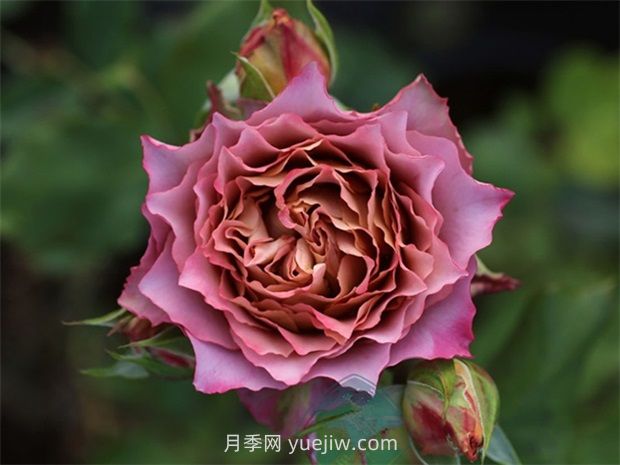 英伦节拍月季的优缺点是什么？(图1)