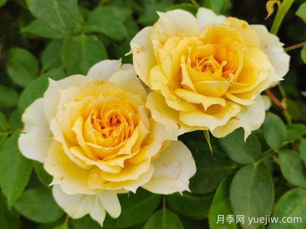 美人尖黄色花的阳光古董月季优缺点分析(图1)
