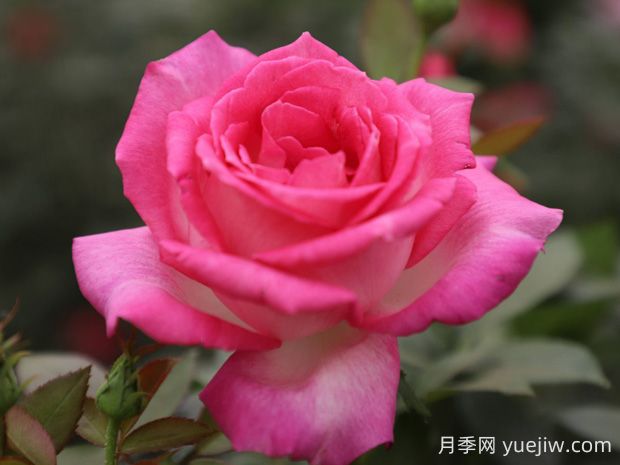 甜蜜的梦月季的优缺点是什么？(图1)