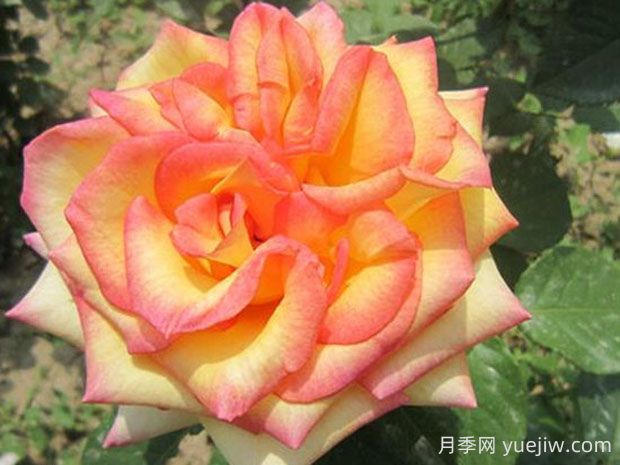 希腊之乡月季的优缺点是什么？(图1)