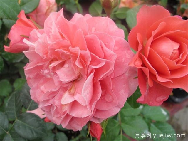 芳香王阳台月季/香香公主/蜜桃果汁(图1)