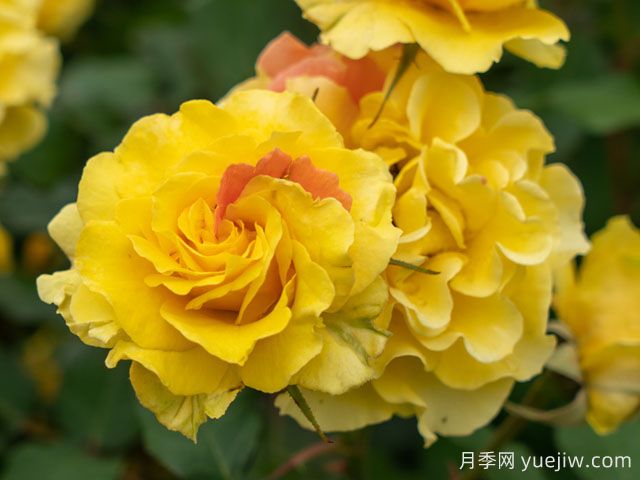 金管乐队月季(图1)