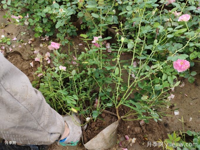 仙境月季美植袋苗美化湖北绿化工地(图1)
