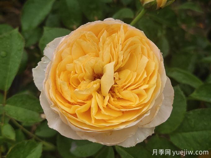 最美花中皇后，10个经典月季品种推荐(图1)