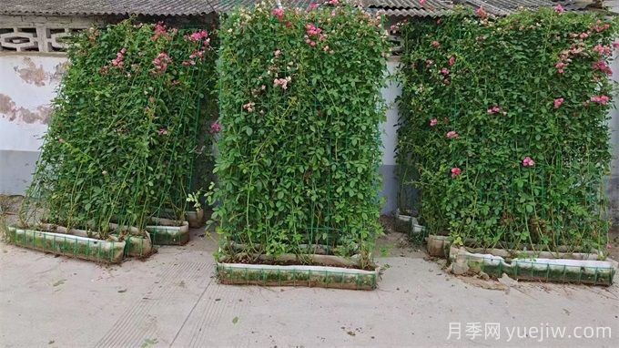 15组安吉拉月季网片美化陕西花墙(图1)