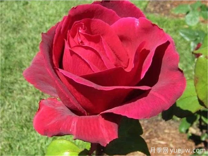 分享15种超香月季品种，香味控花友必备(图6)