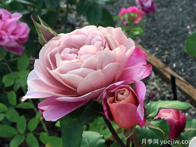 遥远的鼓声月季/妖鼓/遥鼓(图3)