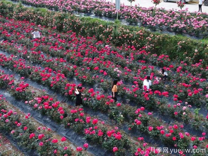 毕节月季应用和景观图集(图2)