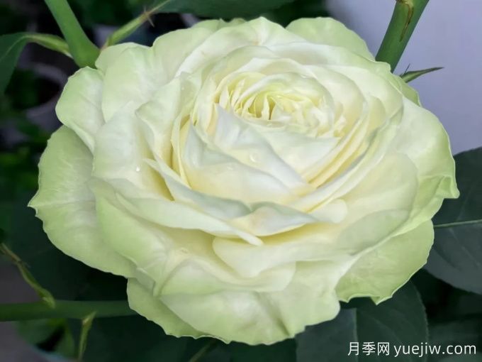 若菜月季(图2)