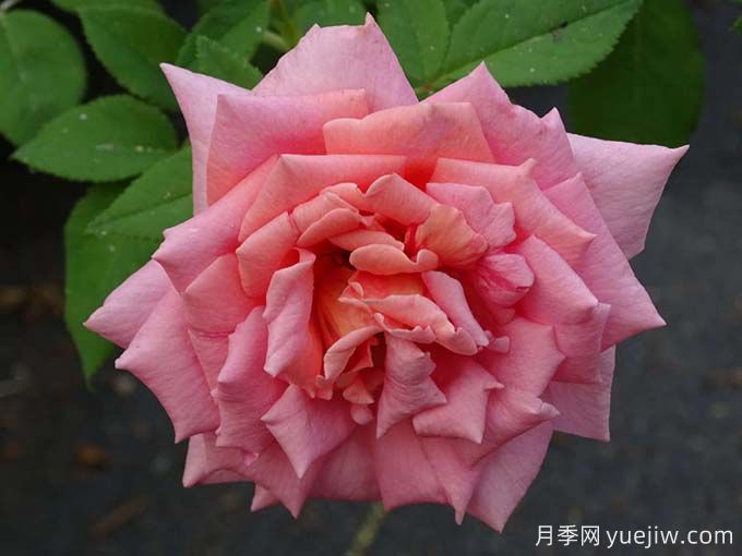 我的选择月季(图3)