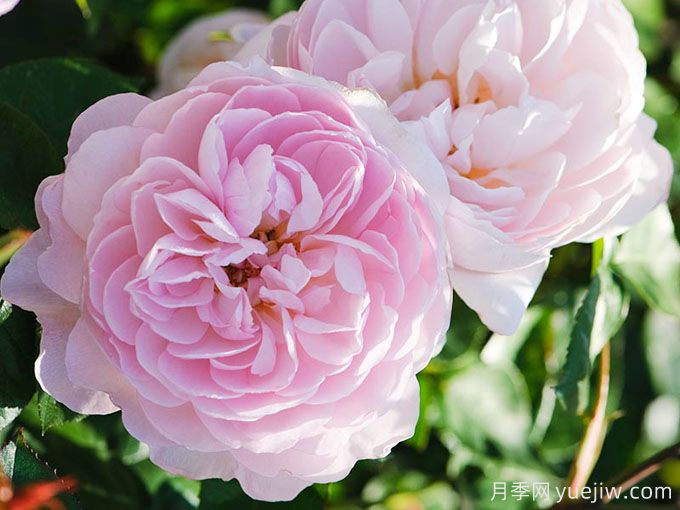 温柔的赫敏月季/仁慈的赫敏月季(图4)