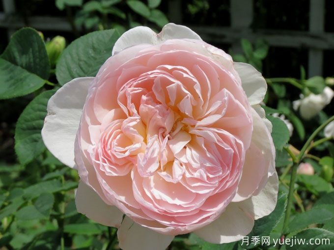 温柔的赫敏月季/仁慈的赫敏月季(图5)