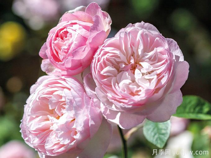 温柔的赫敏月季/仁慈的赫敏月季(图3)