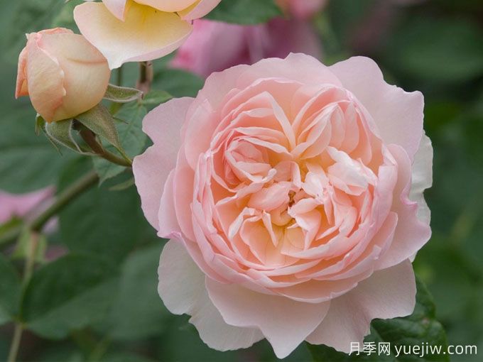 温柔的赫敏月季/仁慈的赫敏月季(图2)