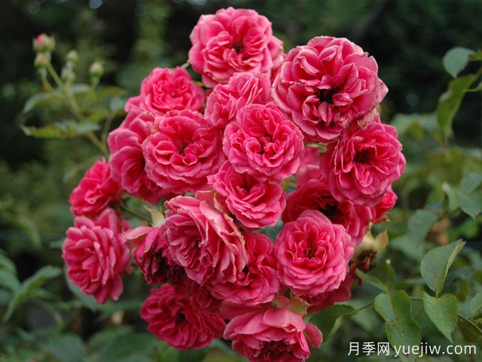 霍尔恩月季(图3)