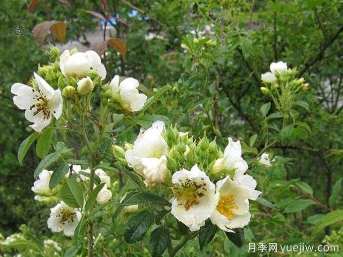 绢毛蔷薇(图2)