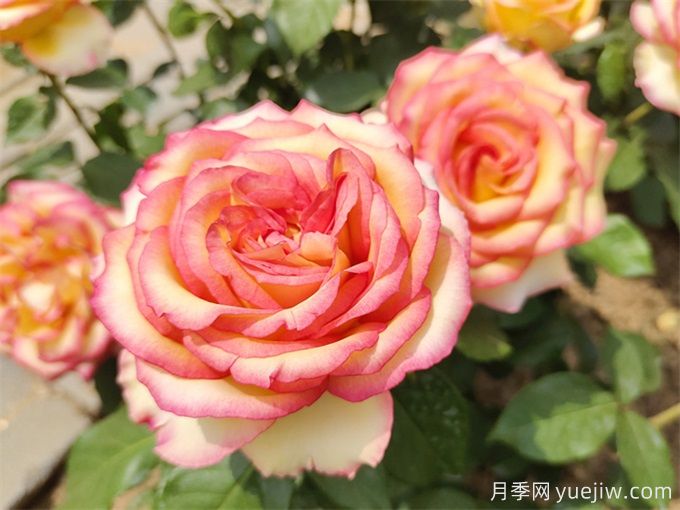 月季网：月季常见病虫害的防治药品(图2)