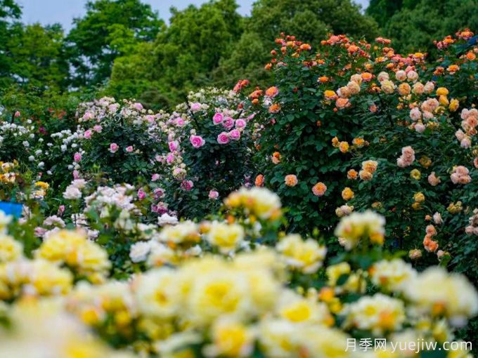 创建世界月季名园，宁波植物园月季花海惊艳绽放(图2)