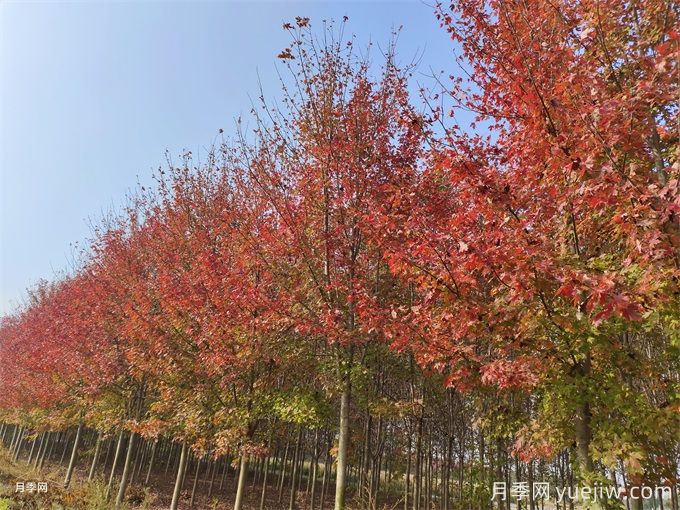 15种园林常见彩叶植物(图3)