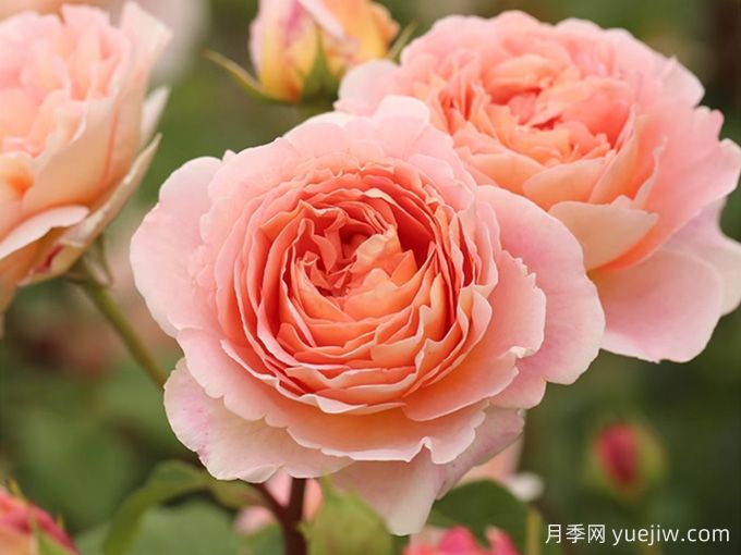 颜值很能打！月季界著名的亚伯拉罕达比月季(图1)