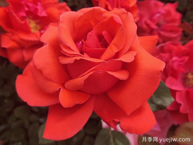 绯扇月季/菲扇(图2)