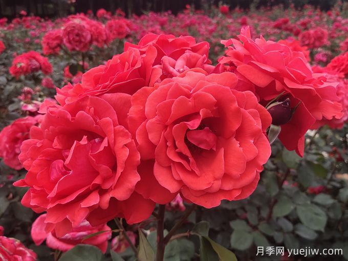 绯扇月季/菲扇(图3)