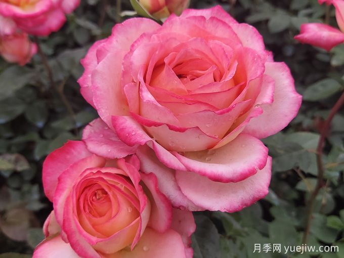 彩云月季(图5)