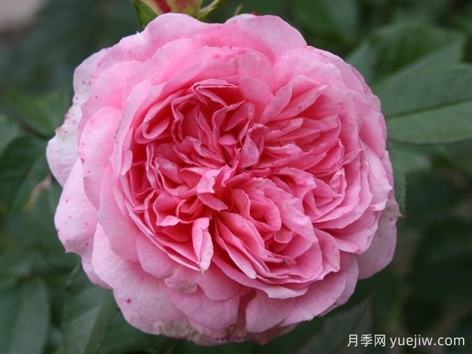 浪漫索菲亚月季(图3)