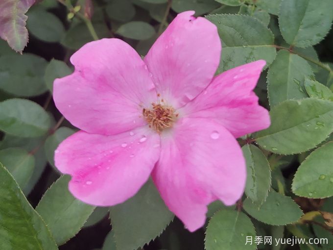 杏花村月季(图3)