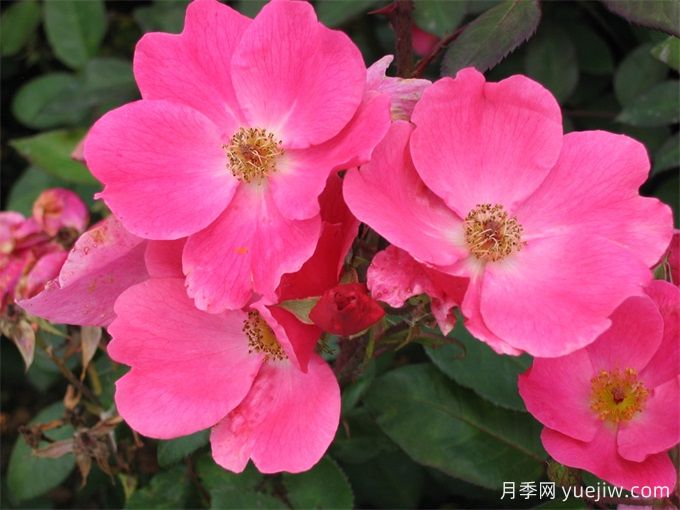 杏花村月季(图5)
