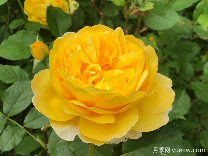 诗人的妻子月季(图1)