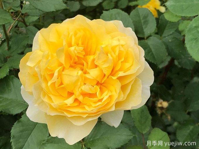 诗人的妻子月季(图2)