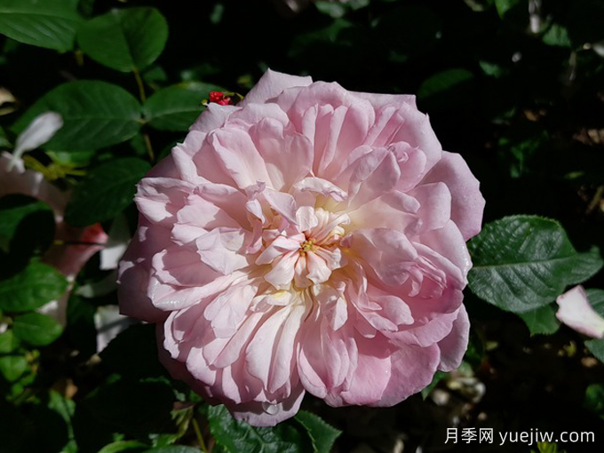 伊丽莎白月季(图3)