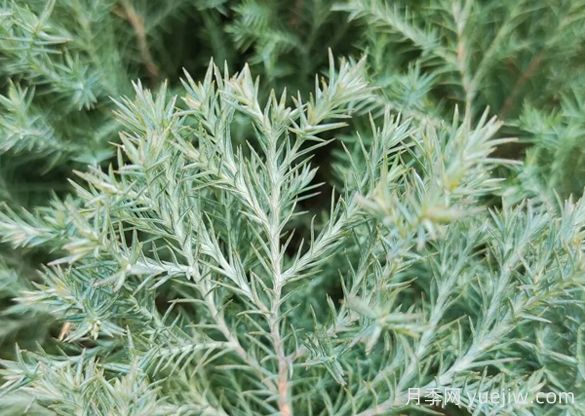 植物介绍：刺柏(图1)