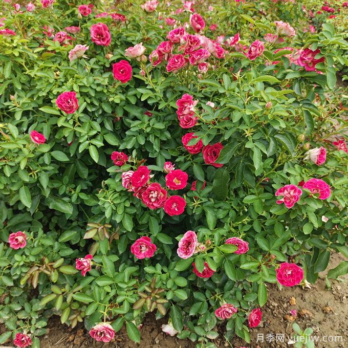 如何在干旱地区成功种植乔灌木？(图2)