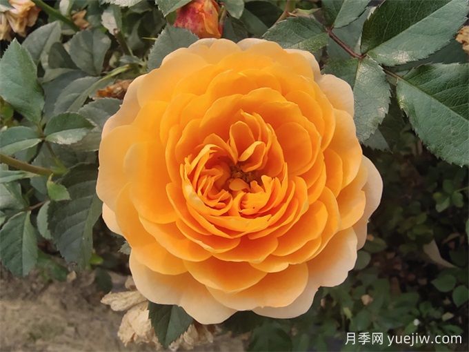 与月季花相遇(图2)
