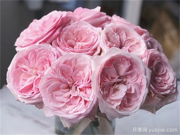 有香味的玫瑰花有哪些品种？(图1)