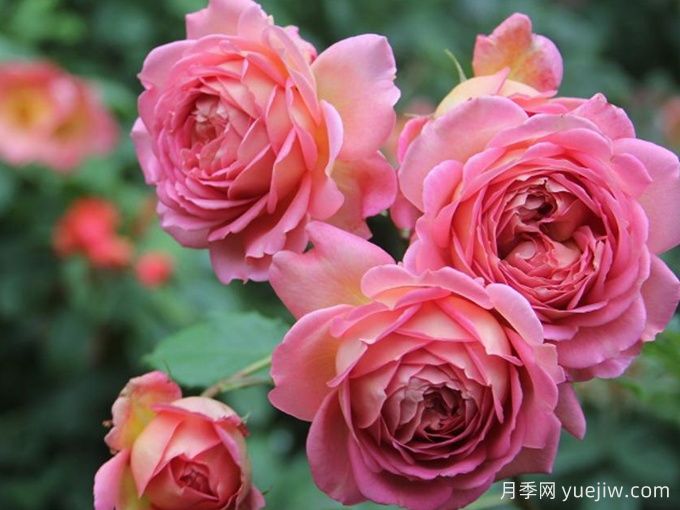 银禧庆典月季(图3)