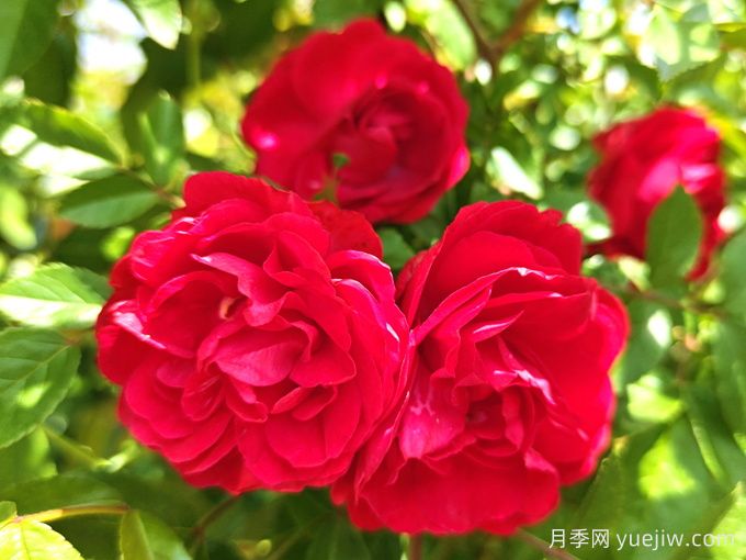 红木香月季/四季红木香/藤本红柯斯特(图5)