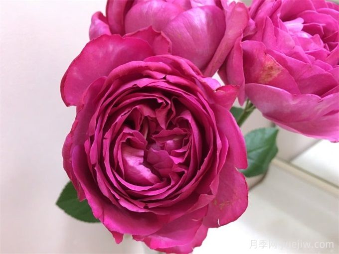 伊芙伊冯娜洛里奥月季/伊芙里奥(图3)